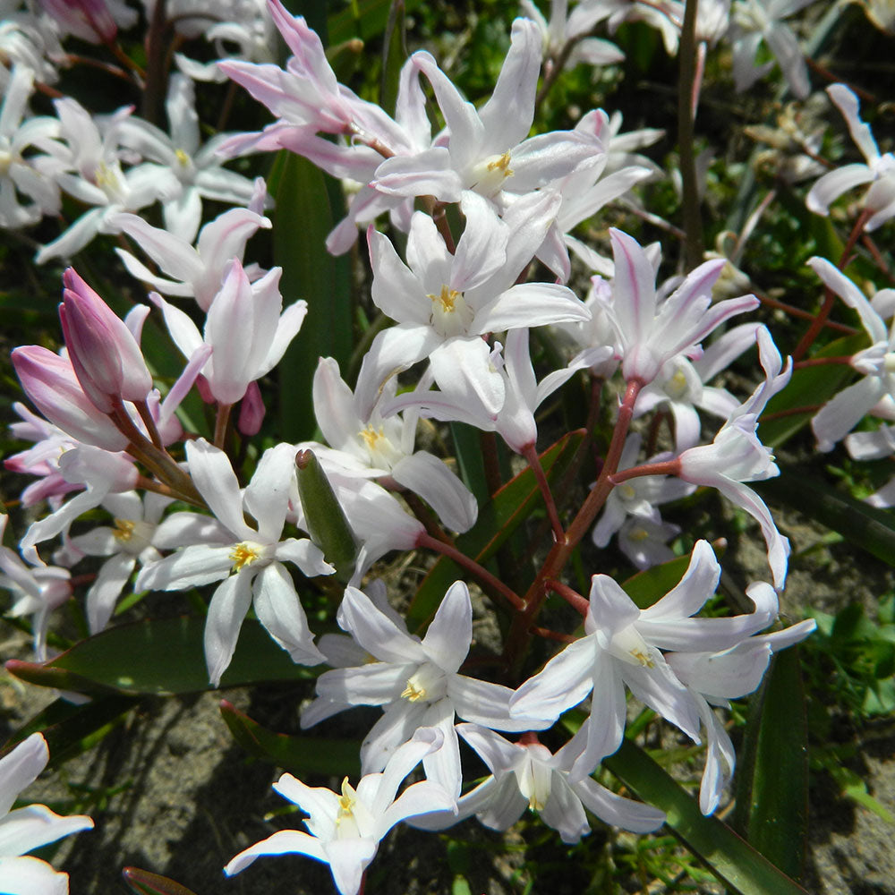 CHIONODOXA GLOIRE DES NEIGES FORBESII 'PINK GIANT' AB 