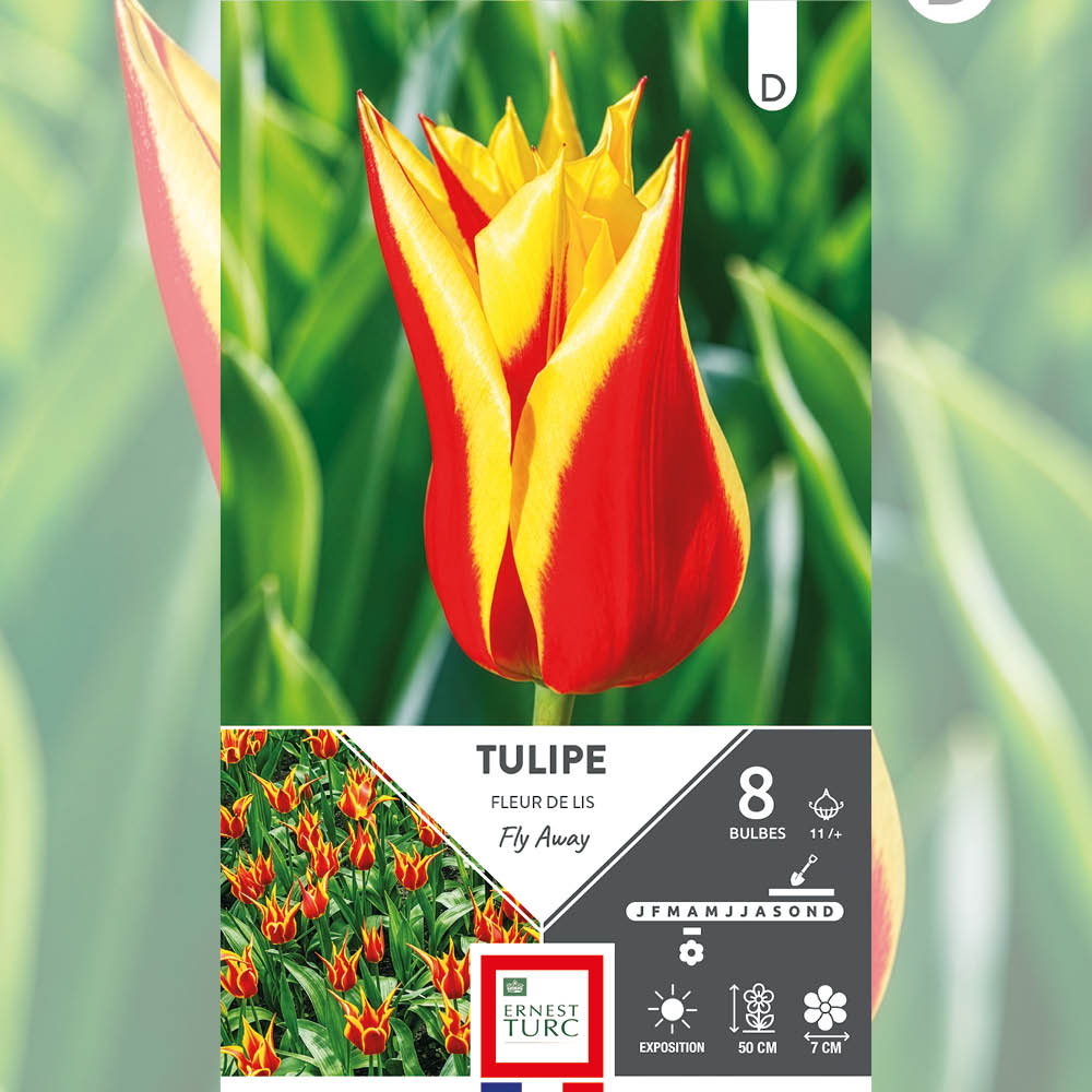 TULIPE FLEUR DE LIS FLY AWAY 