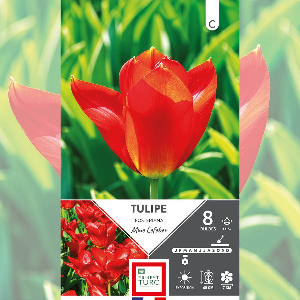 TULIPE FOSTERIANA MME LEFEBER 