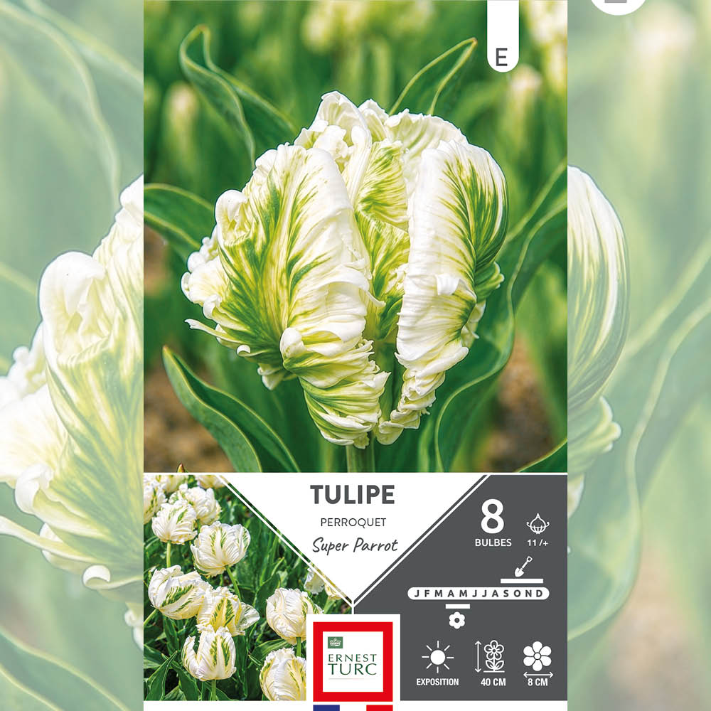 TULIPE PERROQUET SUPER PARROT 