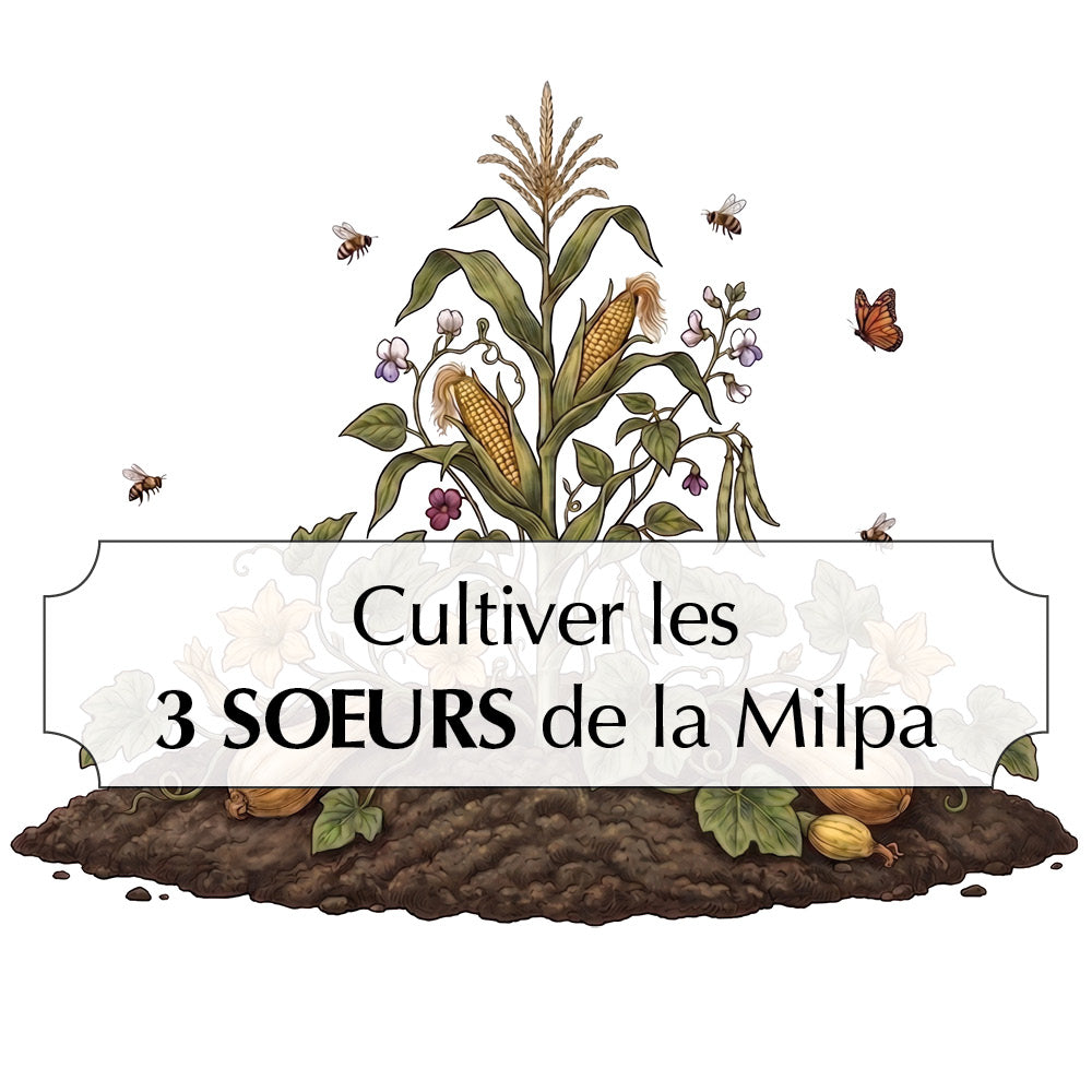 ASSORTIMENT CULTIVER LES 3 SŒURS MILPA
