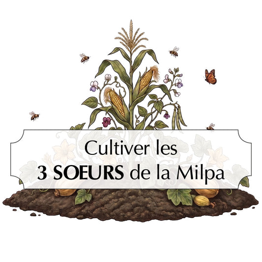 ASSORTIMENT CULTIVER LES 3 SŒURS MILPA