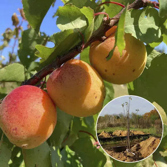 ABRICOTIER PRECOCE DE SAUMUR AB 