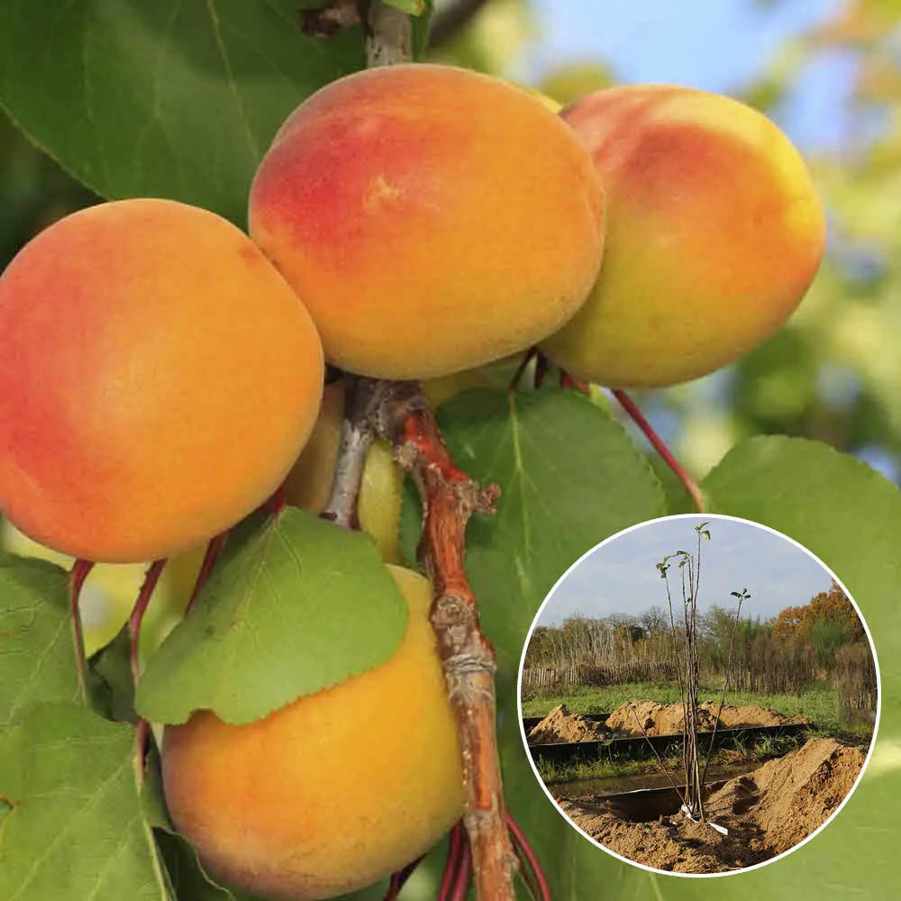 ABRICOTIER ROUGE DU ROUSSILLON AB 