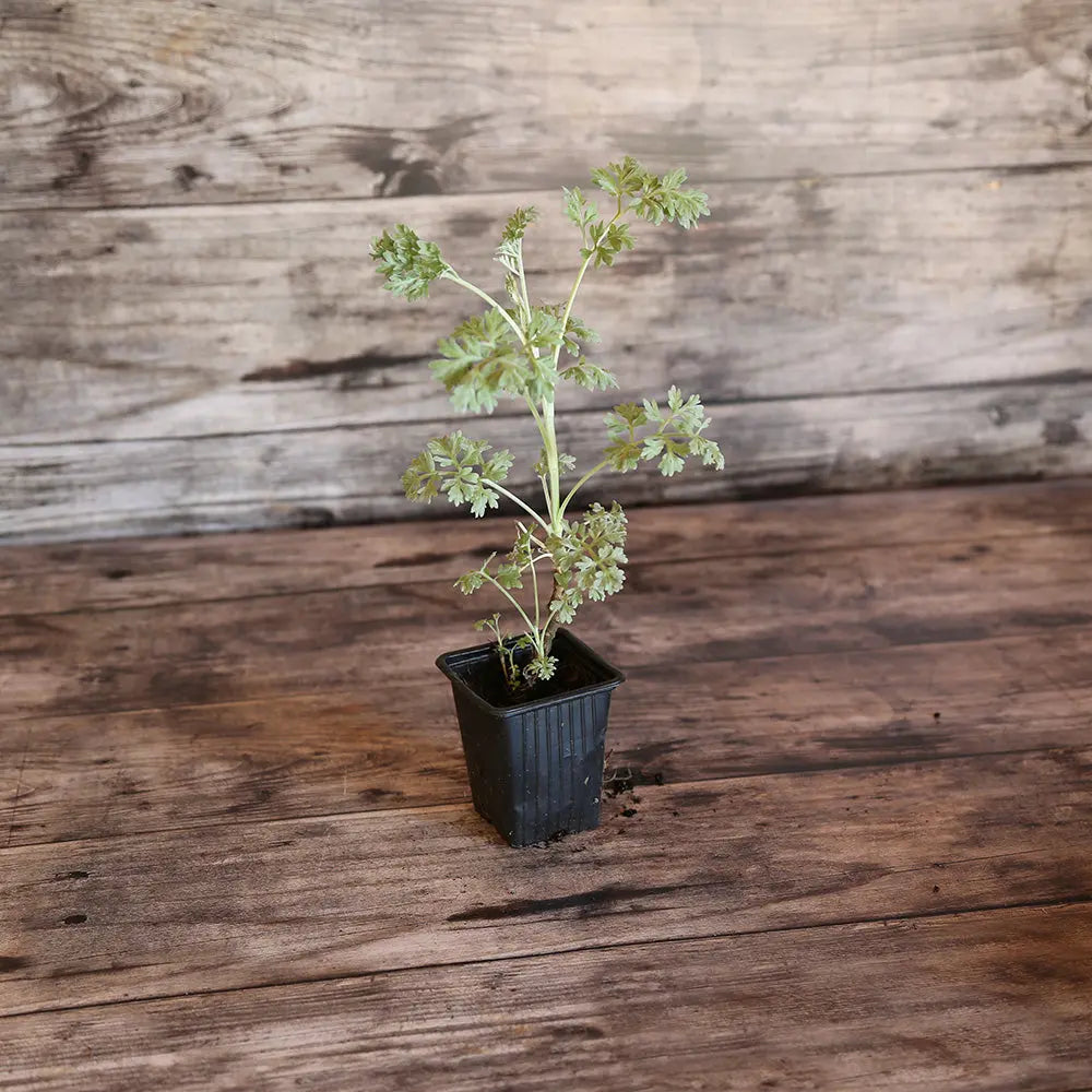 ABSINTHE AB - PLANT 