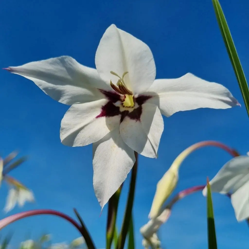 ACIDANTHERA AB 
