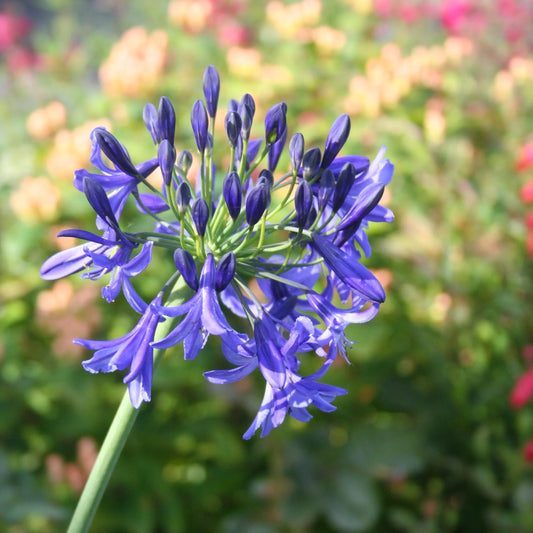 AGAPANTHE BLEUE 