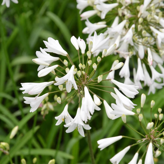 AGAPANTHUS AFRICANUS ALBUS 