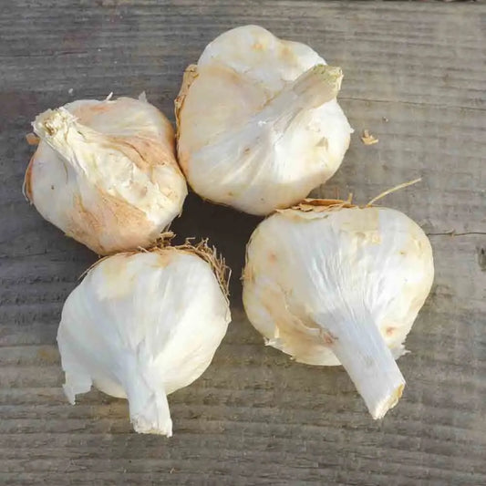AIL BLANC MESSIDROME AB 