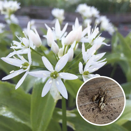 AIL DES OURS AB - LOT DE 3 BULBILLES 