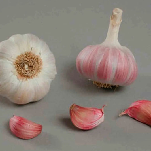 AIL EDENROSE NT 