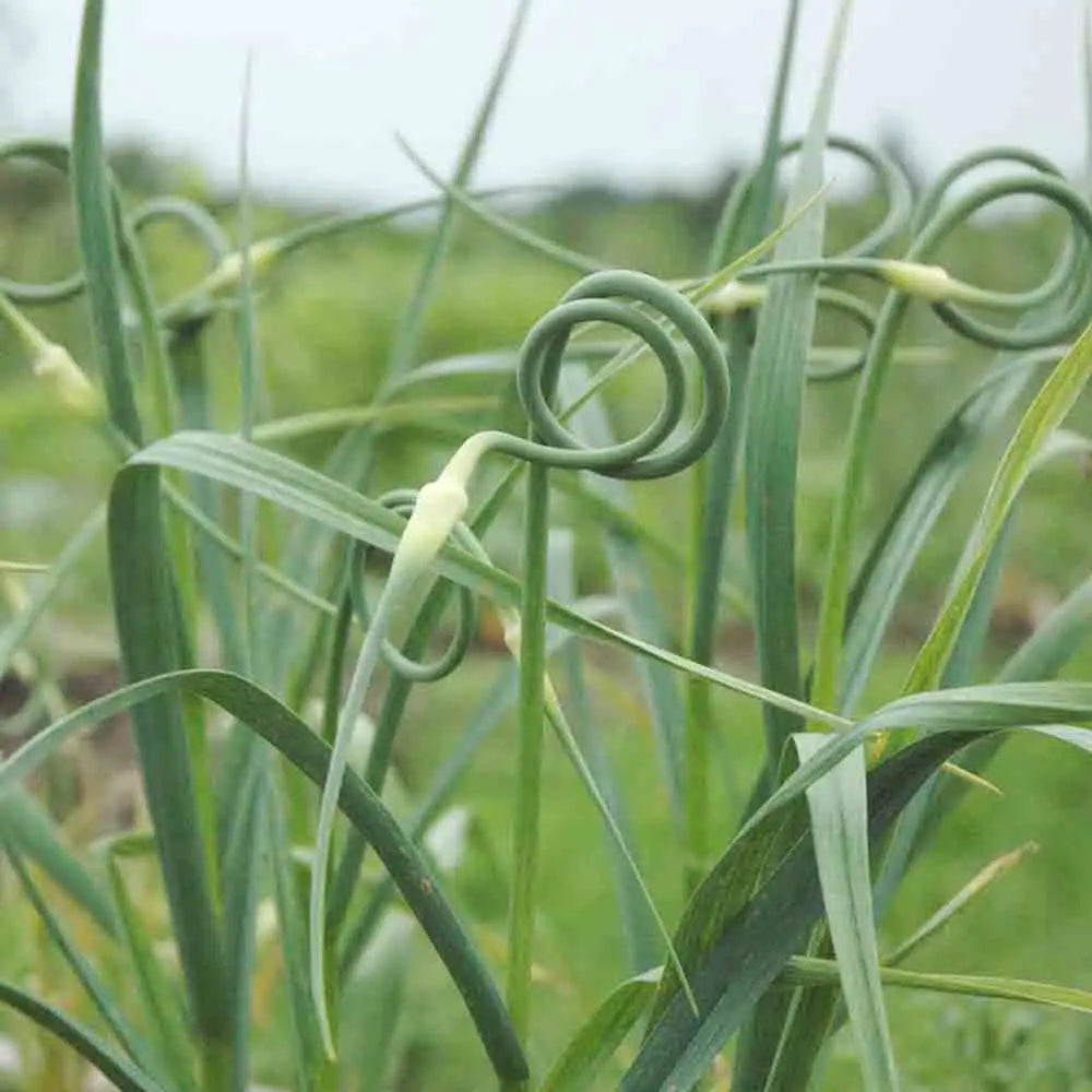 AIL ROCAMBOLE (3 bulbilles) 