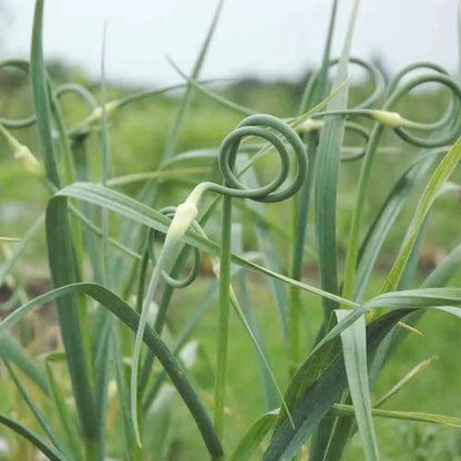 AIL ROCAMBOLE (3 bulbilles) 