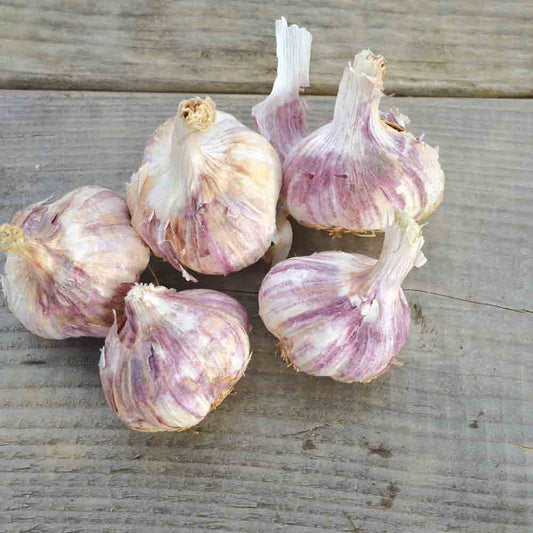 AIL VIOLET GERMIDOUR AB 
