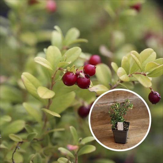 AIRELLE CANNEBERGE 1 PLANT AB 