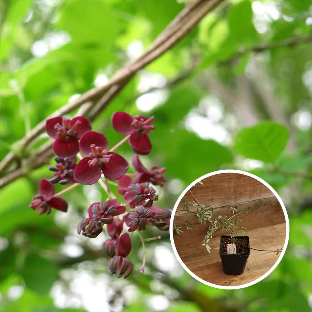 AKEBIA PENTAPHYLLA AB - PLANT 