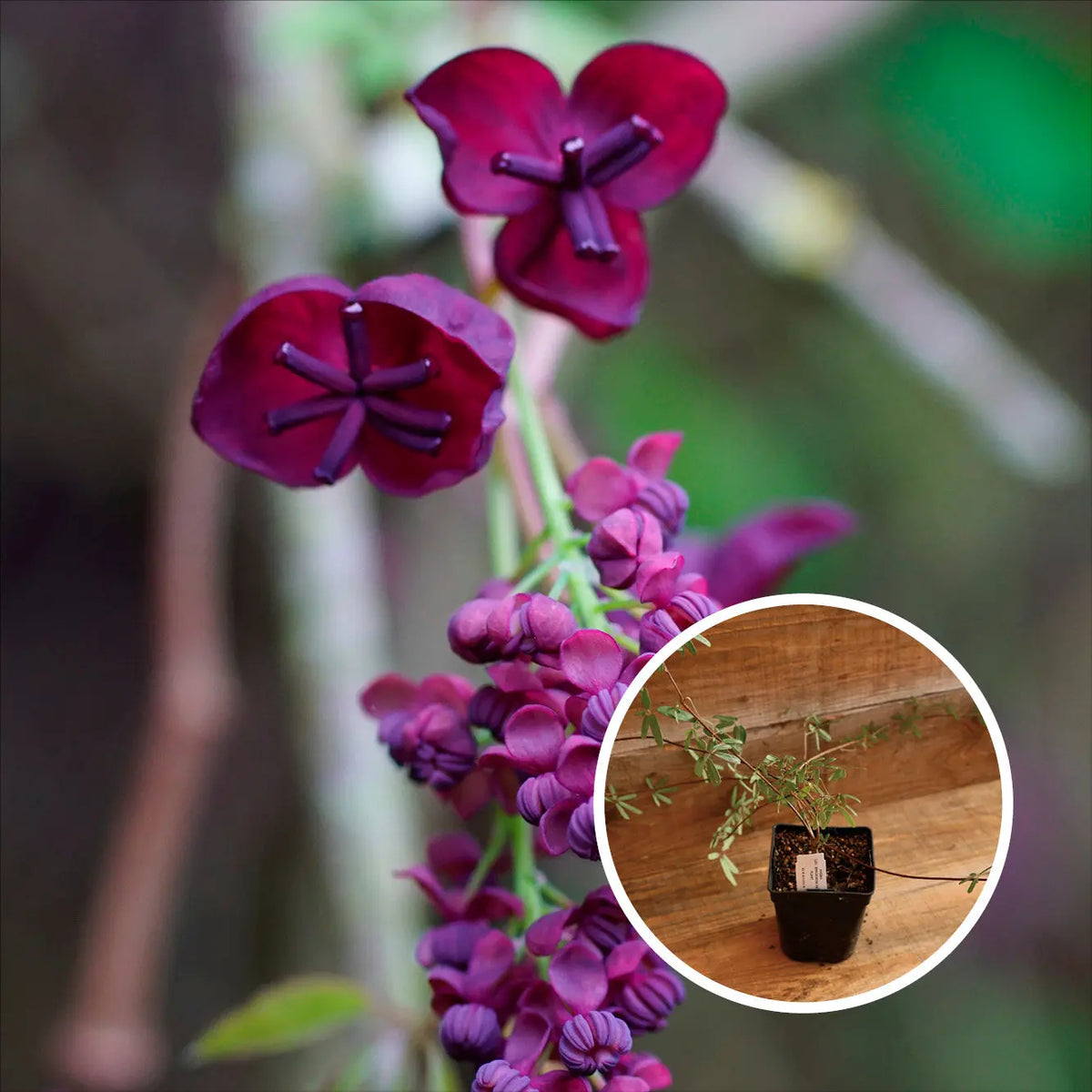 AKEBIA TRIFOLIATA AB - PLANT 