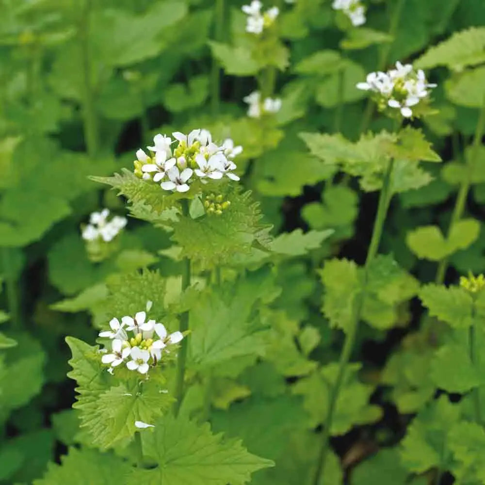 ALLIAIRE OFFICINALE AB 