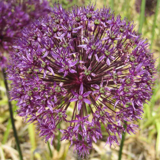 ALLIUM AFLATUNENSE 'PURPLE SENSATION' 