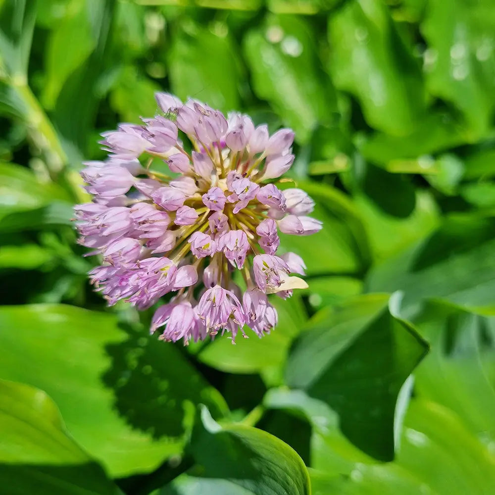 ALLIUM AMPELOPRASUM 'PING PONG' AB 
