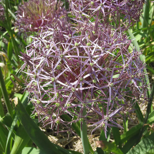 ALLIUM CHRISTOPHII AB 
