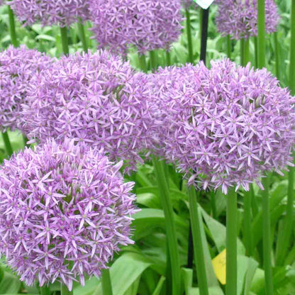 ALLIUM GLOBEMASTER 