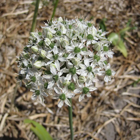 ALLIUM MOUNT EVEREST AB 