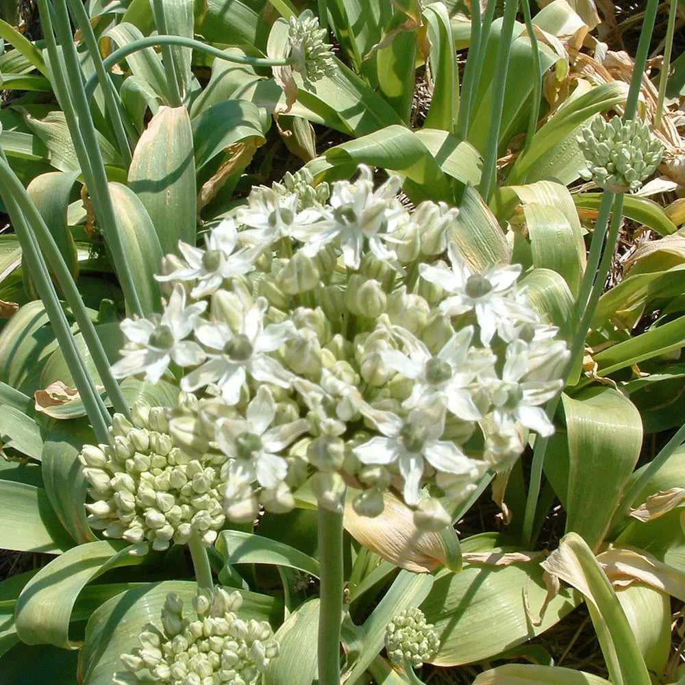 ALLIUM NIGRUM AB 