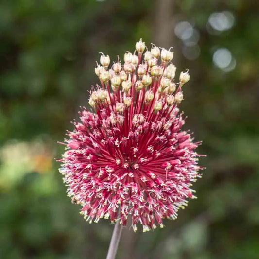 ALLIUM RED MOHICAN 