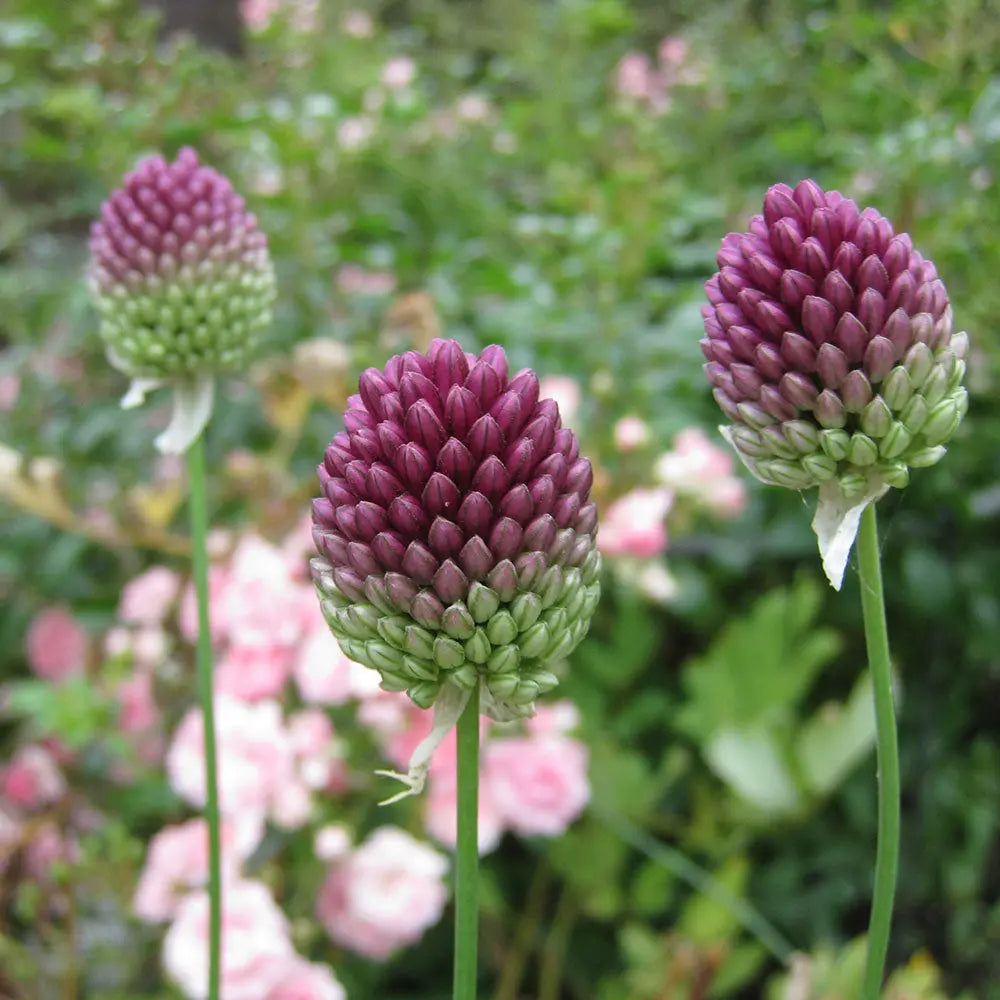 ALLIUM SPHAEROCEPHALON AB 