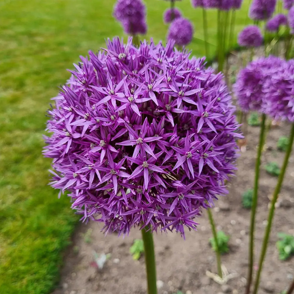 ALLIUM VIOLET BEAUTY AB 