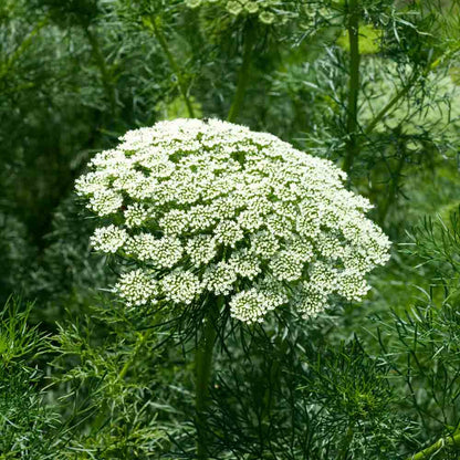 AMMI AB 