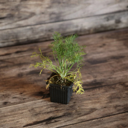 ANETH AB - PLANT 