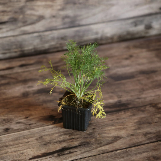 ANETH AB - PLANT 