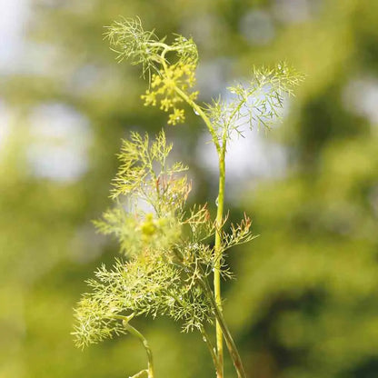 ANETH OFFICINALE AB 