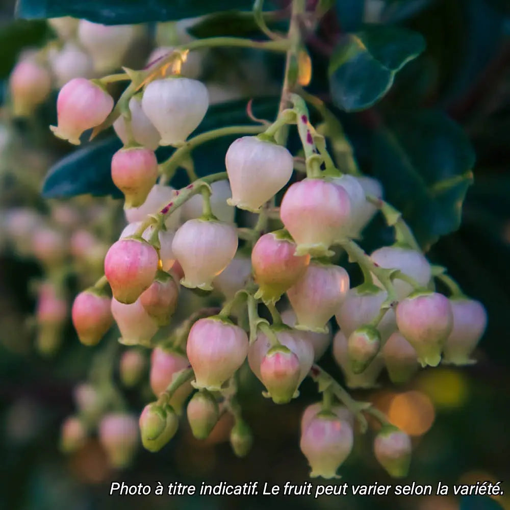 ARBOUSIER A FLEURS ROSES AB - PLANT 