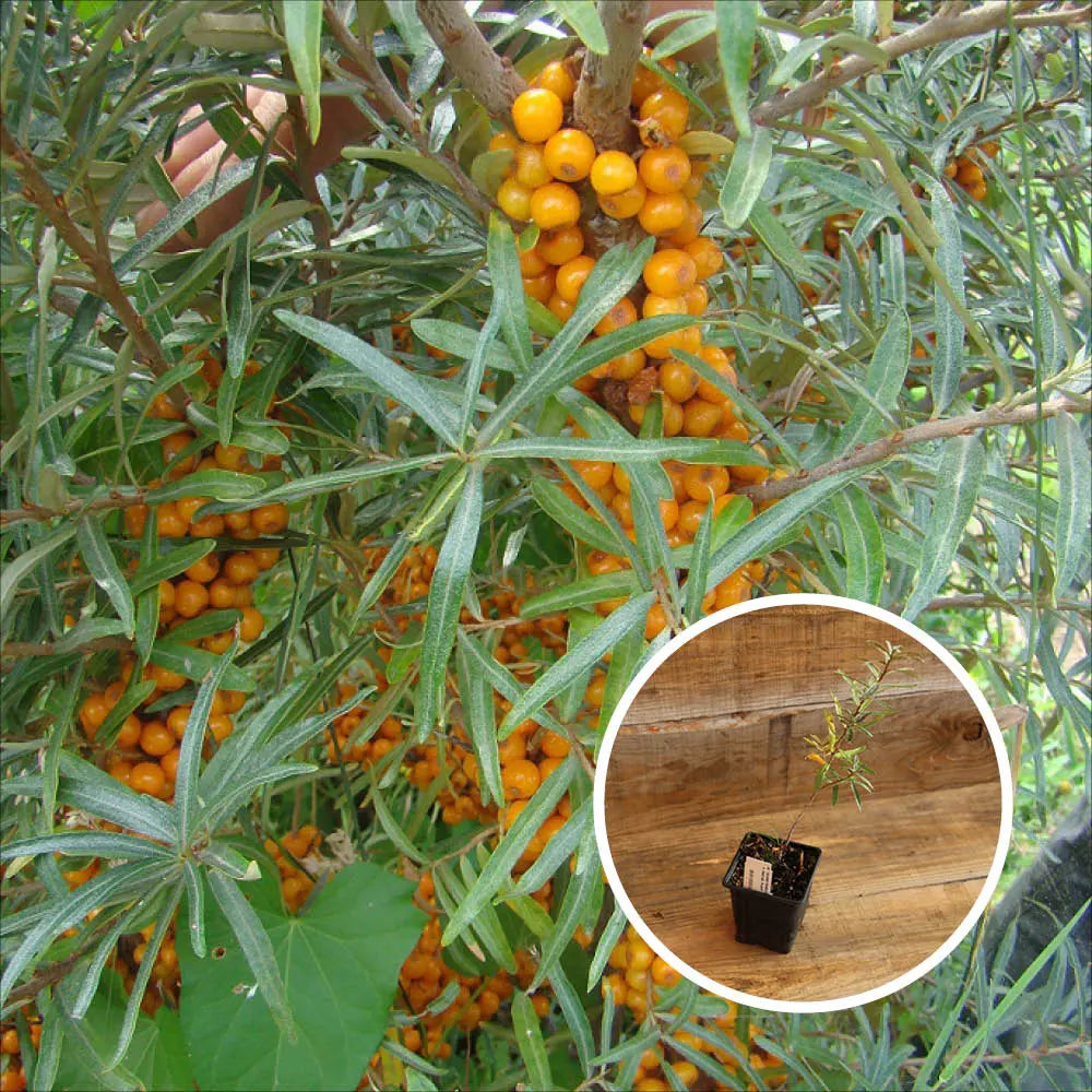ARGOUSIER FEMELLE ROC ORANGE AB - PLANT 