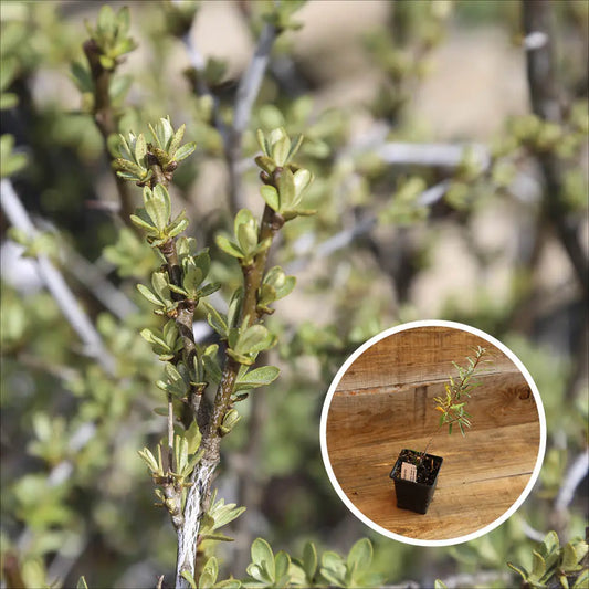 ARGOUSIER MALE MASCULI AB - PLANT 