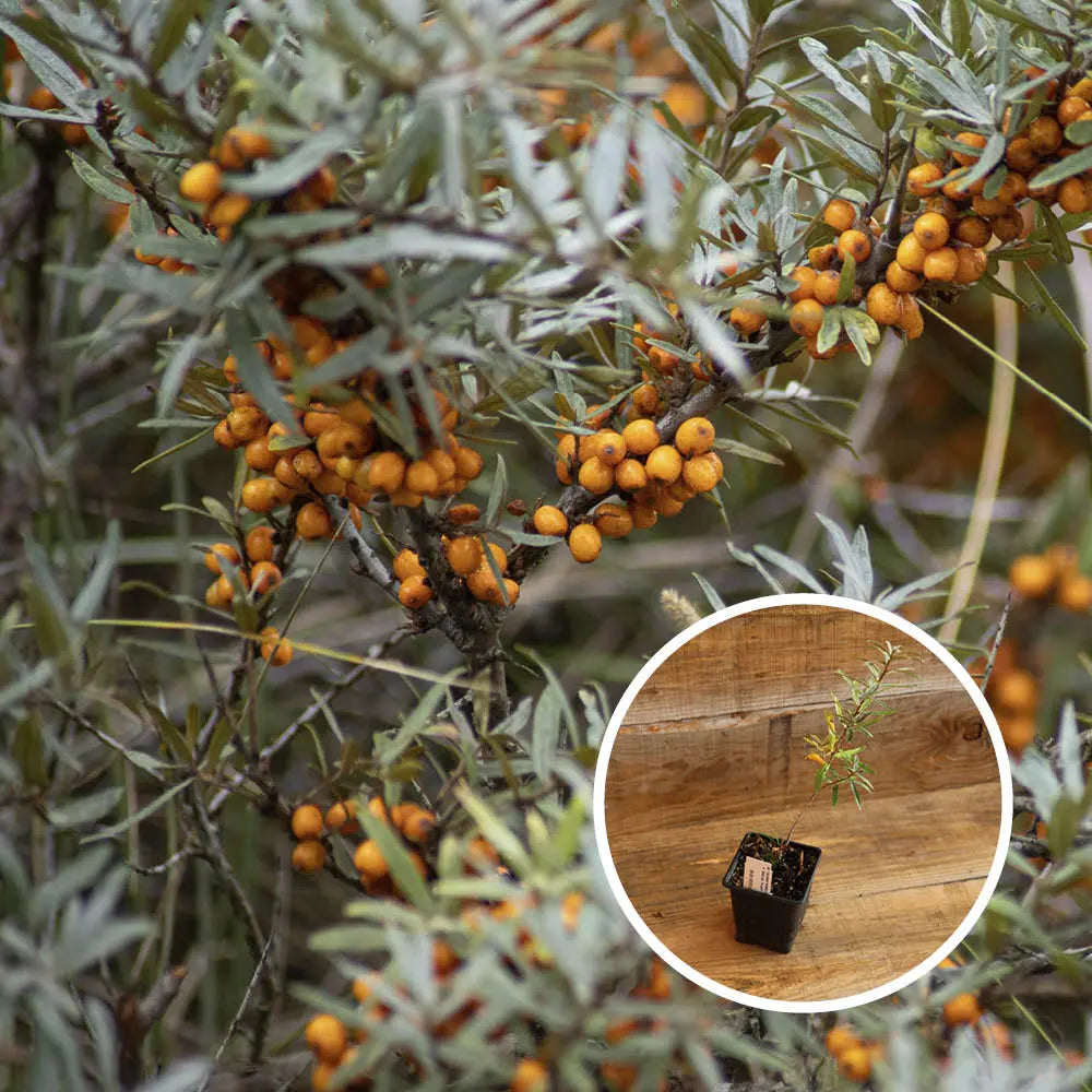 ARGOUSIER MALE TARMO - PLANT 