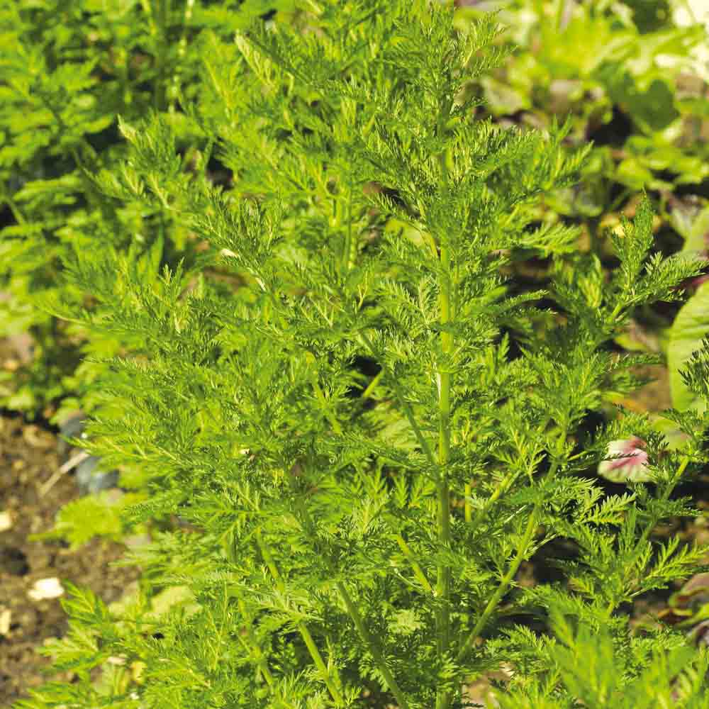 ARMOISE ANNUELLE ARTEMISIA AB 