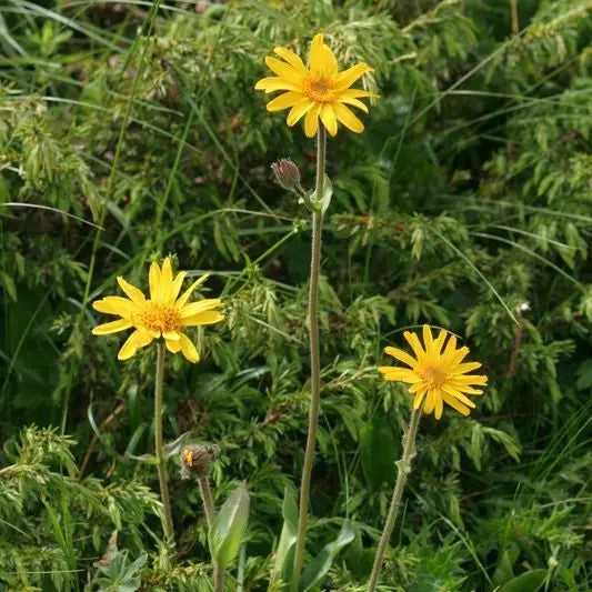 ARNICA AB 