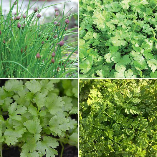 AROMATES EN MÉLANGE CIBOULETTE COMMUNE, PERSIL PLAT COMMUN 2, CORIANDRE, CERFEUIL COMMUN AB 