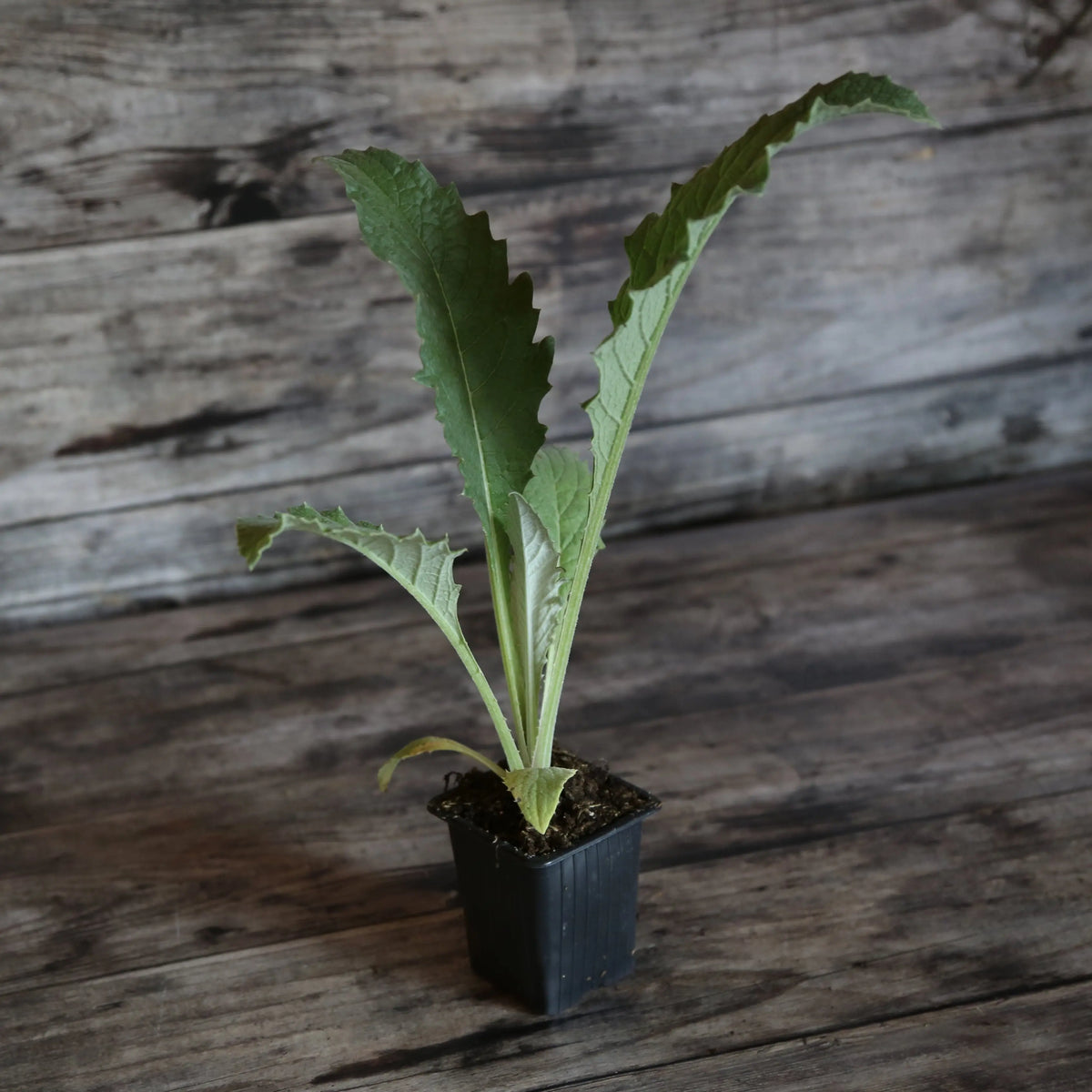 ARTICHAUT GROS VERT DE LAON - PLANT 
