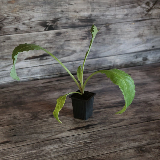 ARTICHAUT IMPERIAL STAR AB - PLANT 