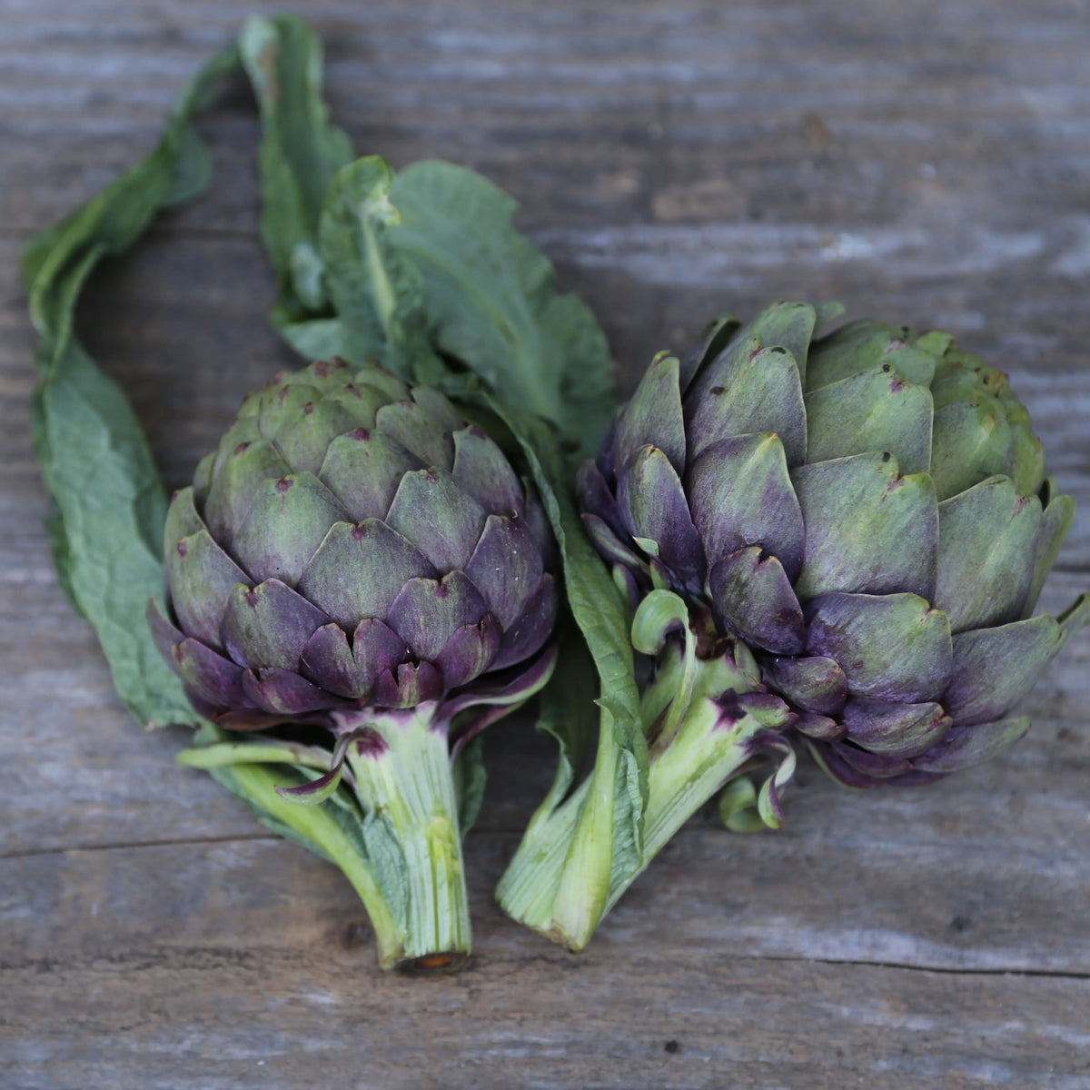 ARTICHAUT VIOLET DE PROVENCE NT 