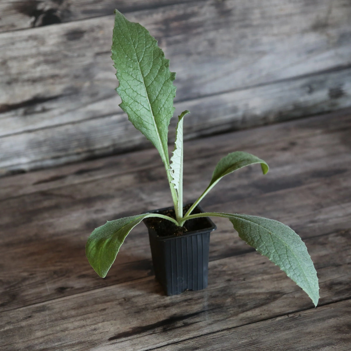 ARTICHAUT VIOLET DE PROVENCE - PLANT 