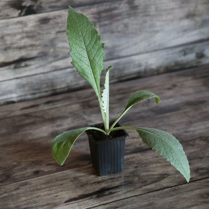 ARTICHAUT VIOLET DE PROVENCE - PLANT 