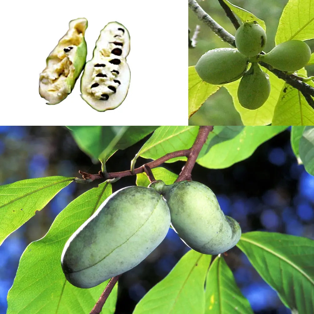 ASIMINIER TRILOBA PAWPAW AB - RACINES NUES 