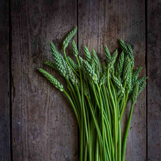 ASPERGETTE DES BOIS OU ASPERGE SAUVAGE NT 