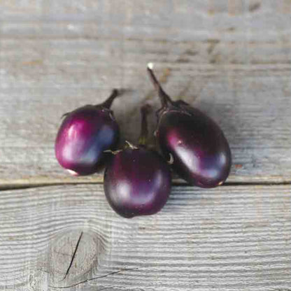 AUBERGINE BAMBINO AB 